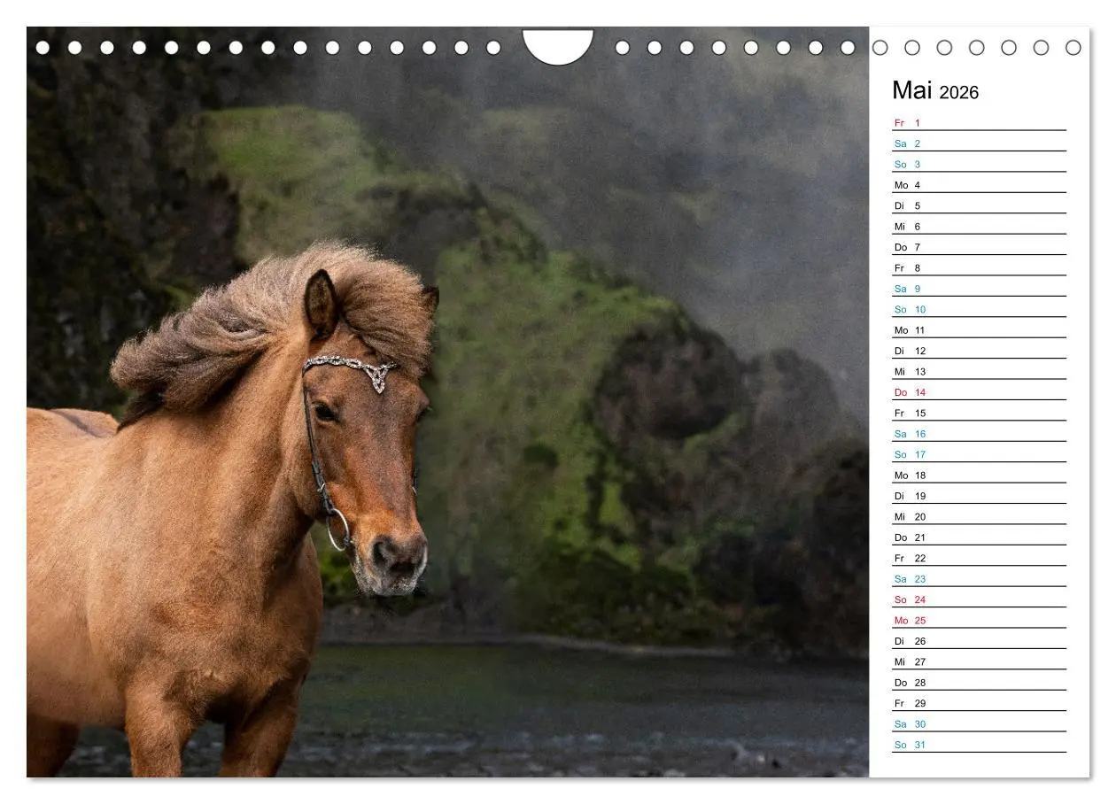 Bild: 9783457620410 | Islandpferde Kalender - Pferde von der Insel aus Feuer und Eis...