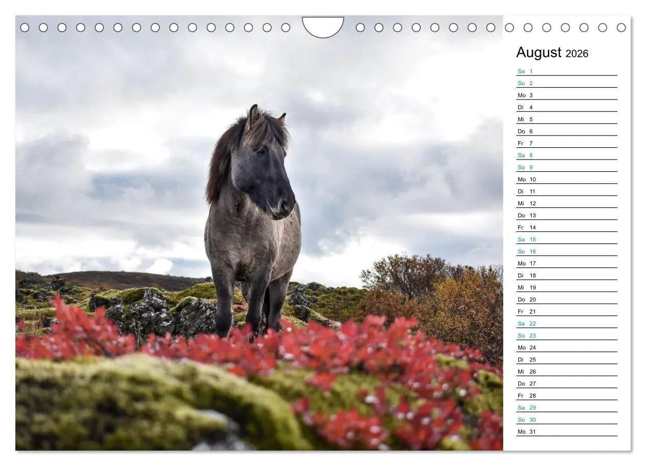 Bild: 9783457620410 | Islandpferde Kalender - Pferde von der Insel aus Feuer und Eis...