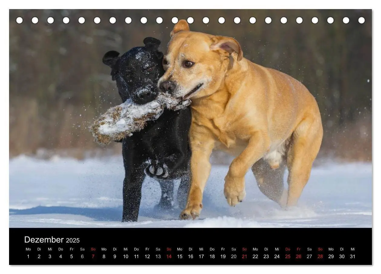 Bild: 9783435760510 | Labrador Retriever 2025 (Tischkalender 2025 DIN A5 quer), CALVENDO...