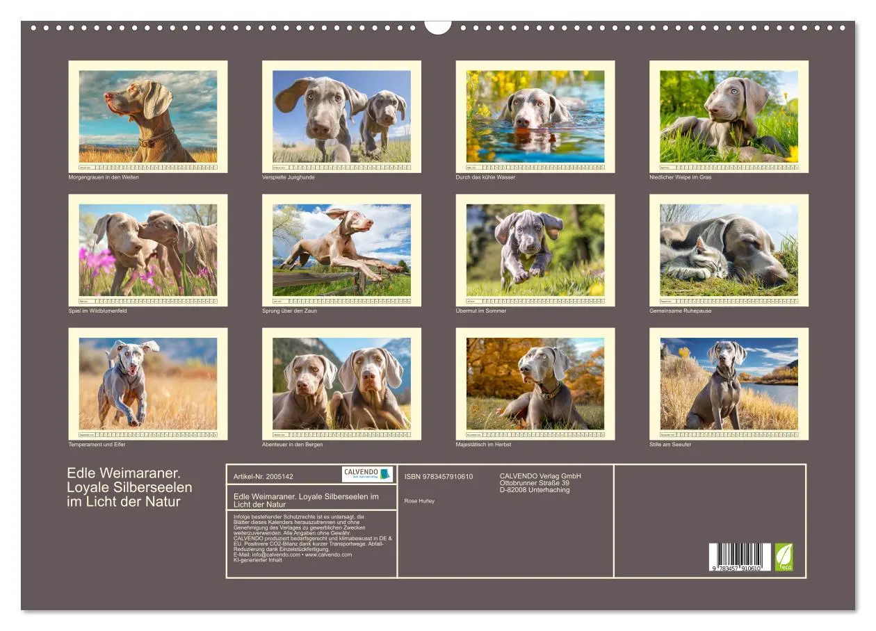 Bild: 9783457910610 | Edle Weimaraner. Loyale Silberseelen im Licht der Natur...