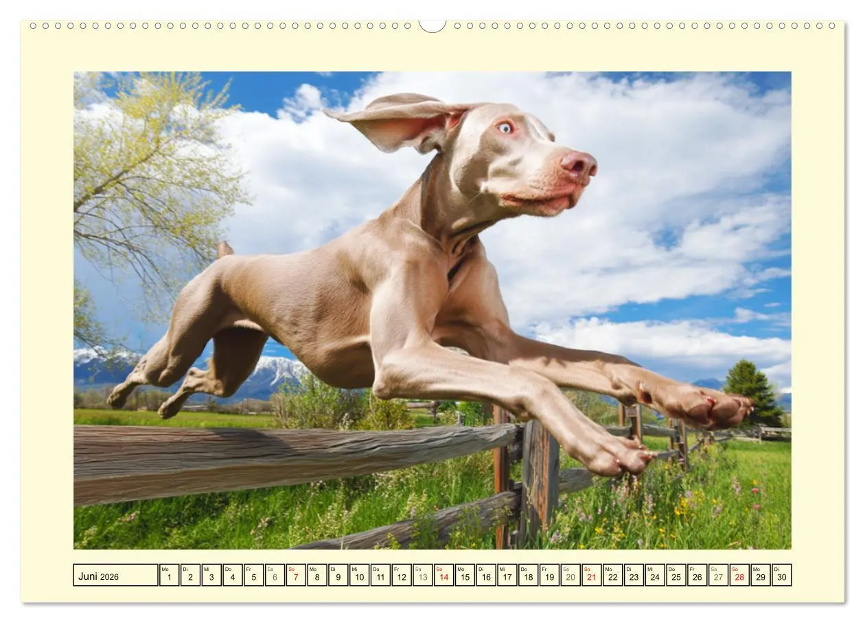 Bild: 9783457910610 | Edle Weimaraner. Loyale Silberseelen im Licht der Natur...