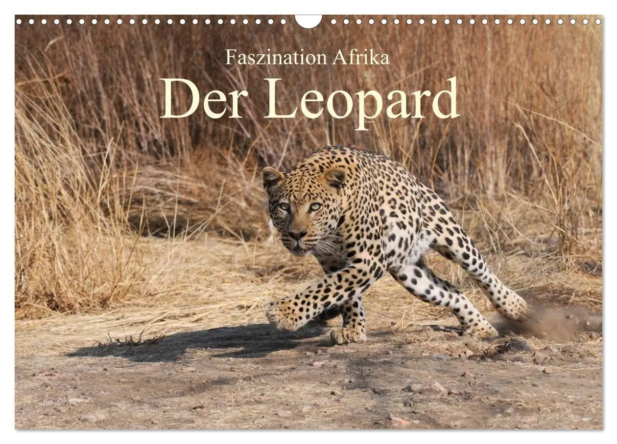 Cover: 9783516160710 | Faszination Afrika: Der Leopard (Wandkalender 2026 DIN A3 quer),...