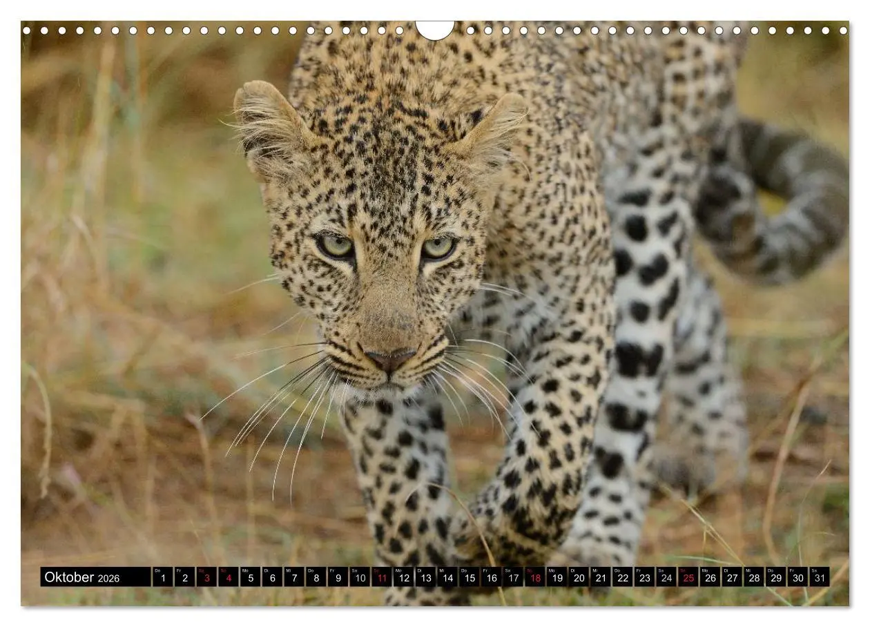 Bild: 9783516160710 | Faszination Afrika: Der Leopard (Wandkalender 2026 DIN A3 quer),...