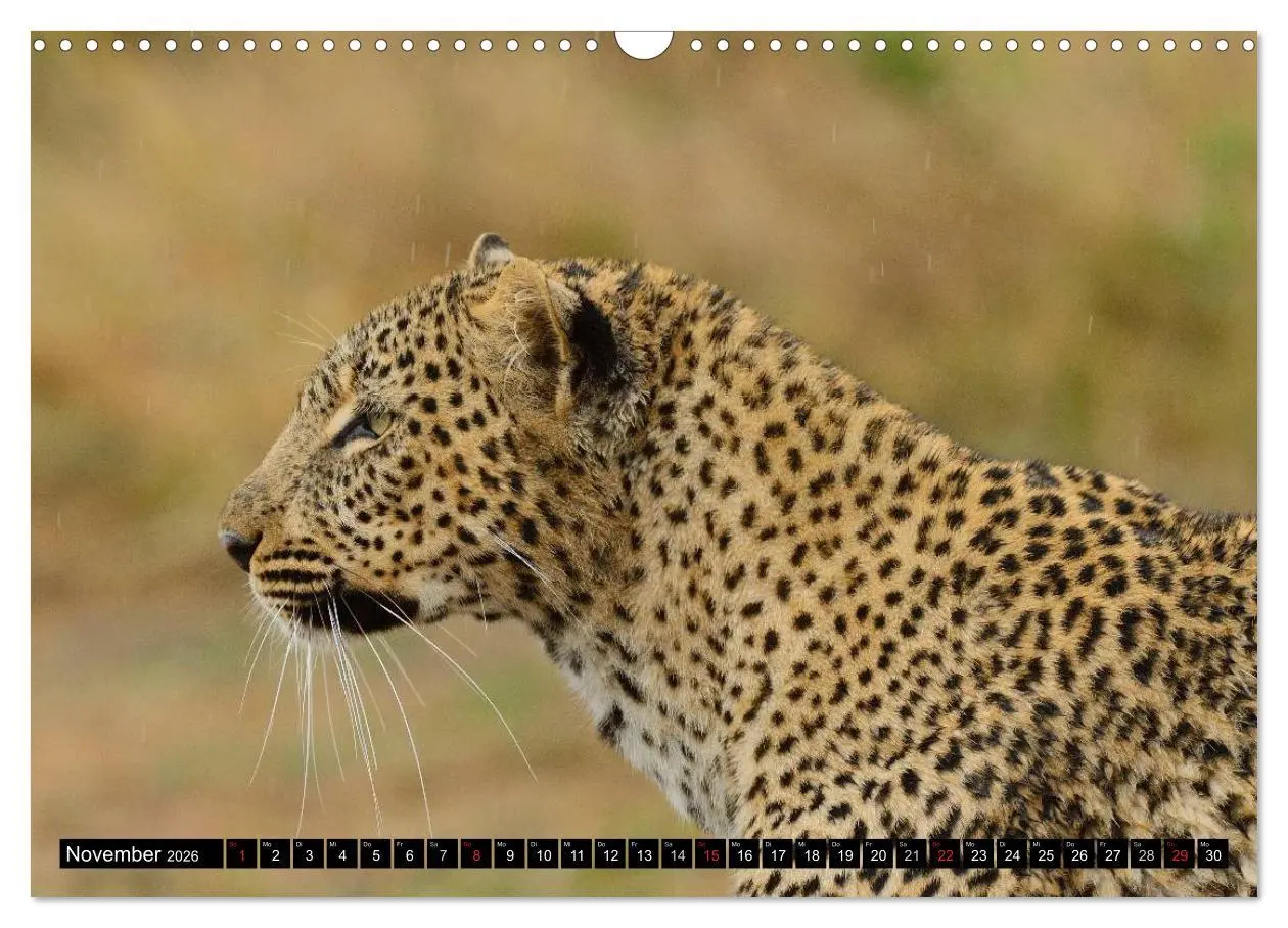 Bild: 9783516160710 | Faszination Afrika: Der Leopard (Wandkalender 2026 DIN A3 quer),...