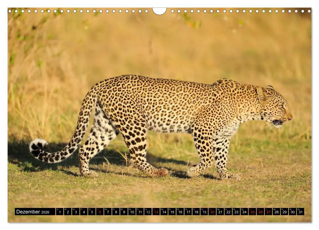 Bild: 9783516160710 | Faszination Afrika: Der Leopard (Wandkalender 2026 DIN A3 quer),...