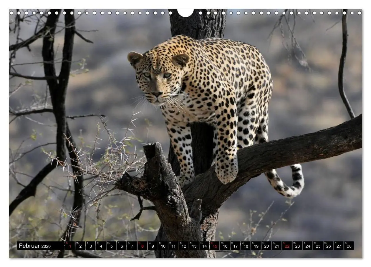 Bild: 9783516160710 | Faszination Afrika: Der Leopard (Wandkalender 2026 DIN A3 quer),...