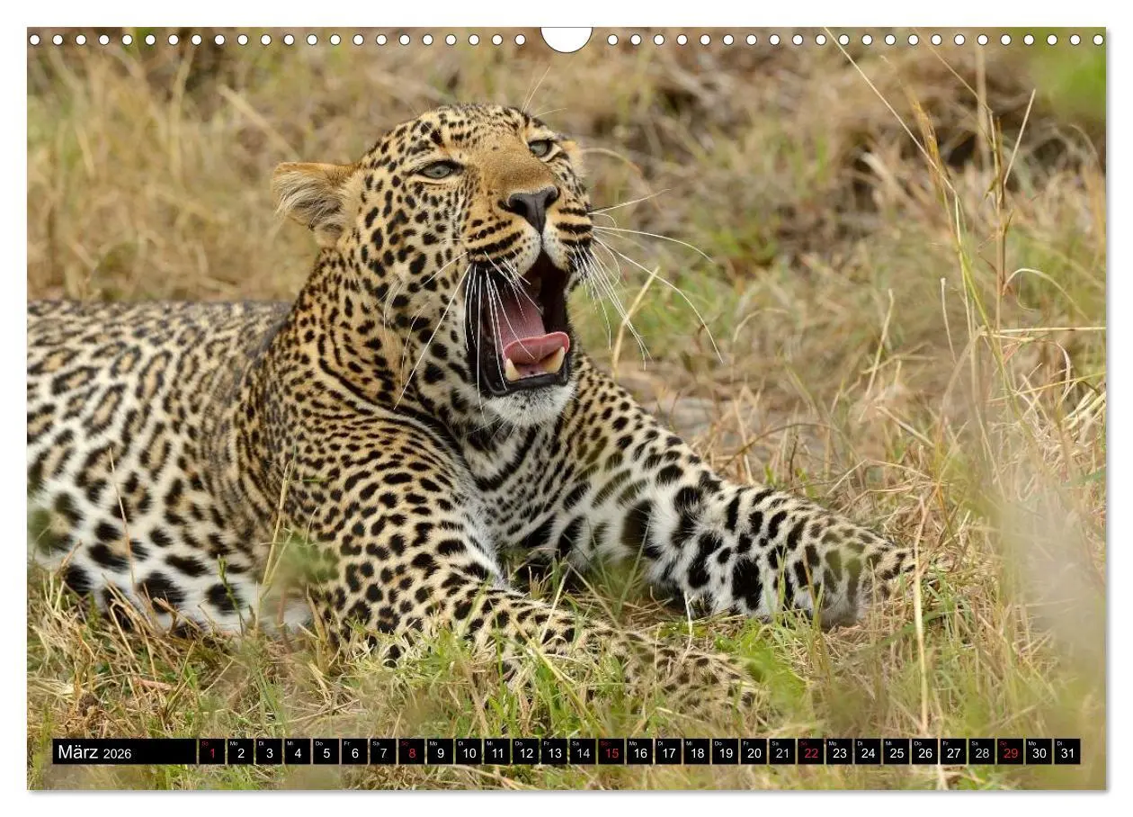 Bild: 9783516160710 | Faszination Afrika: Der Leopard (Wandkalender 2026 DIN A3 quer),...