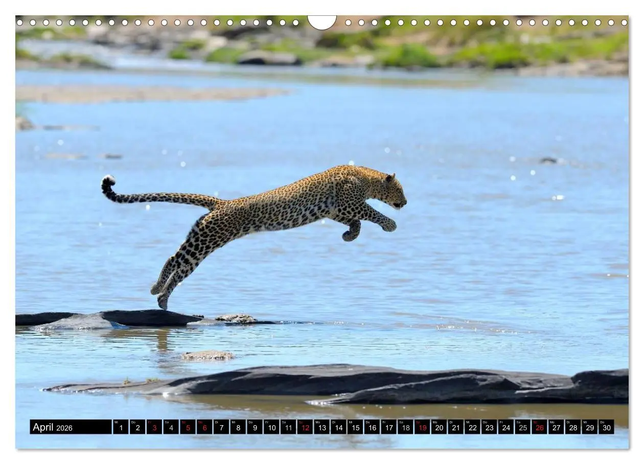 Bild: 9783516160710 | Faszination Afrika: Der Leopard (Wandkalender 2026 DIN A3 quer),...