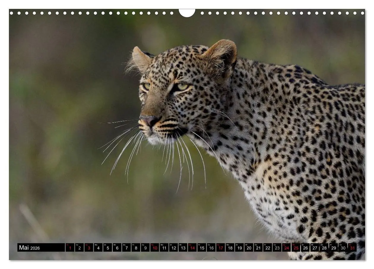 Bild: 9783516160710 | Faszination Afrika: Der Leopard (Wandkalender 2026 DIN A3 quer),...