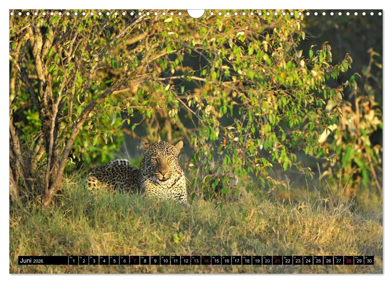 Bild: 9783516160710 | Faszination Afrika: Der Leopard (Wandkalender 2026 DIN A3 quer),...