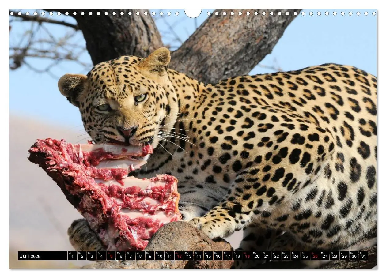 Bild: 9783516160710 | Faszination Afrika: Der Leopard (Wandkalender 2026 DIN A3 quer),...
