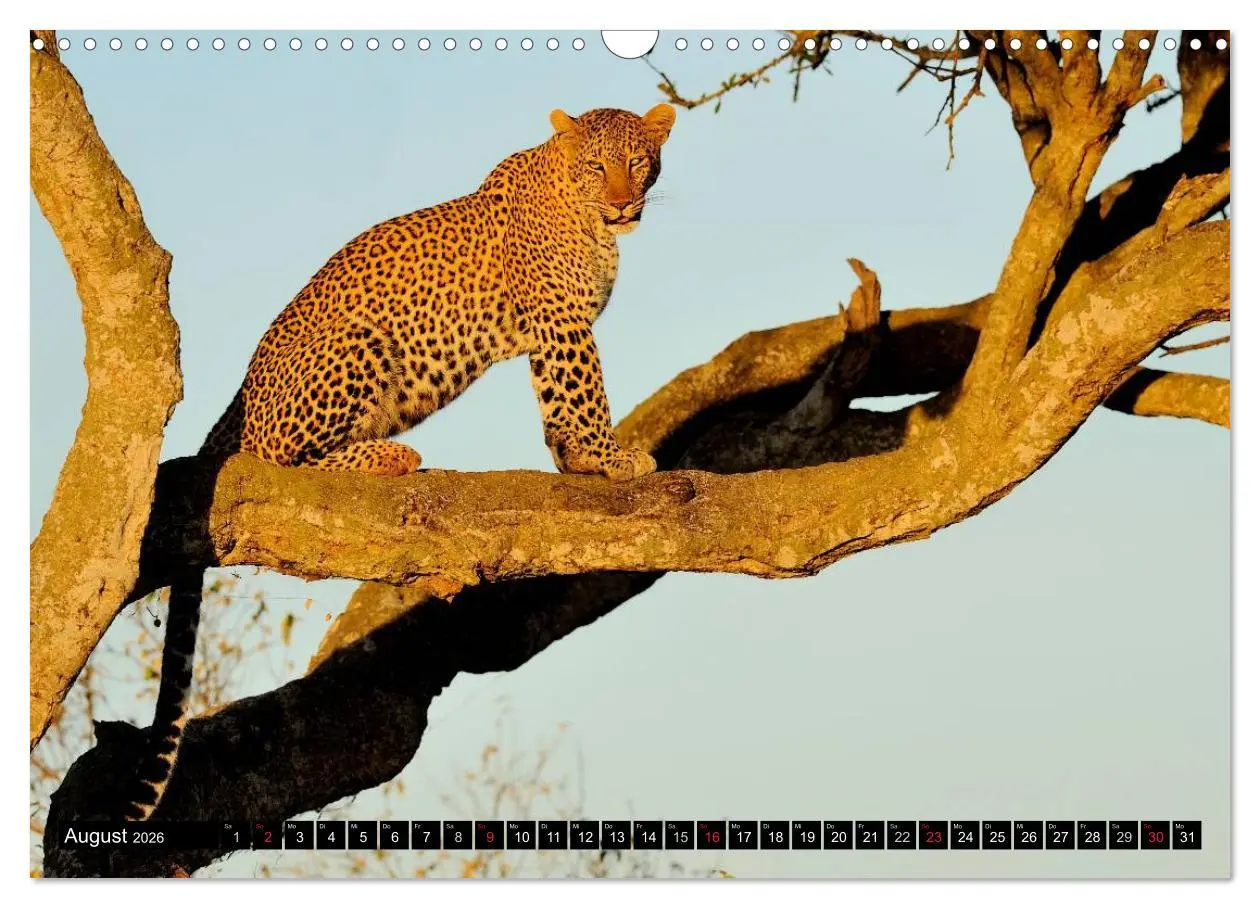 Bild: 9783516160710 | Faszination Afrika: Der Leopard (Wandkalender 2026 DIN A3 quer),...