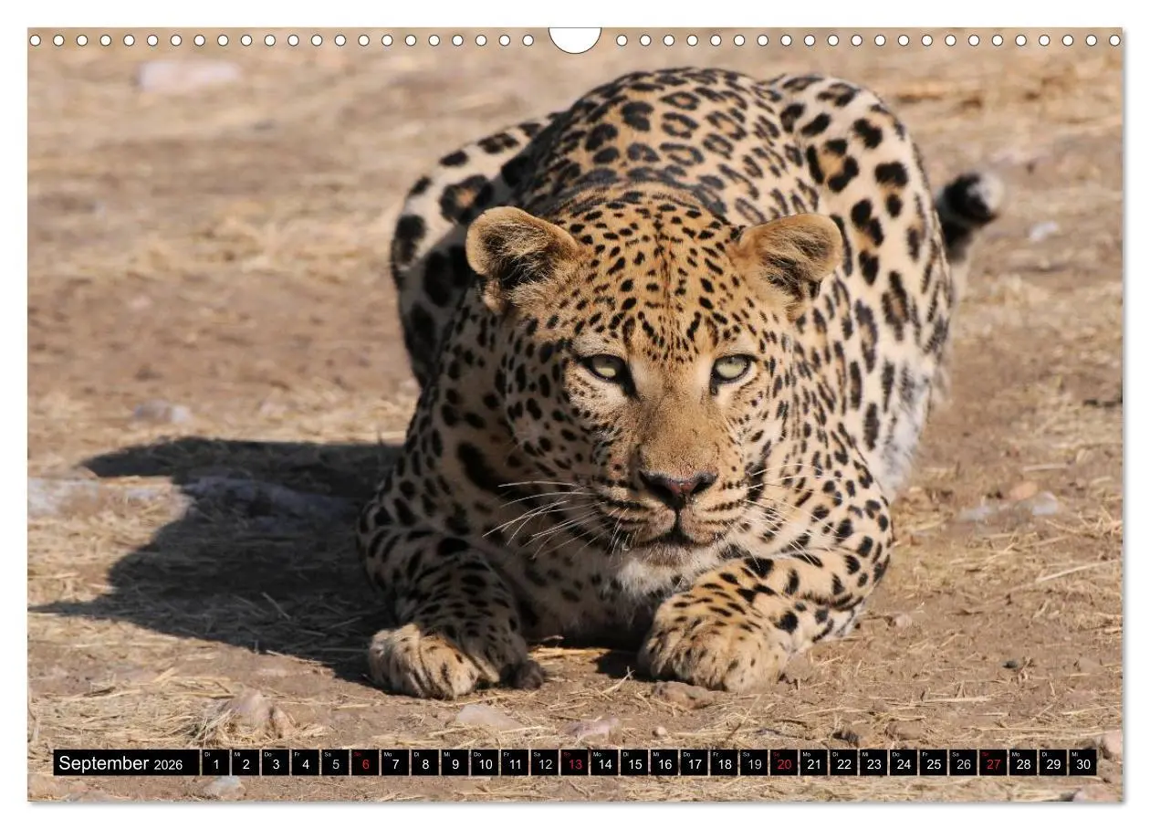 Bild: 9783516160710 | Faszination Afrika: Der Leopard (Wandkalender 2026 DIN A3 quer),...