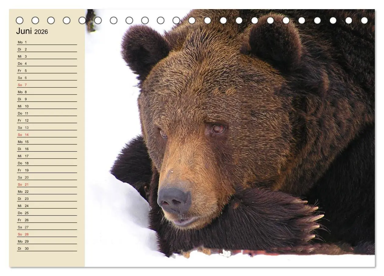 Bild: 9783457990810 | Bären (Tischkalender 2026 DIN A5 quer), CALVENDO Monatskalender | 2026