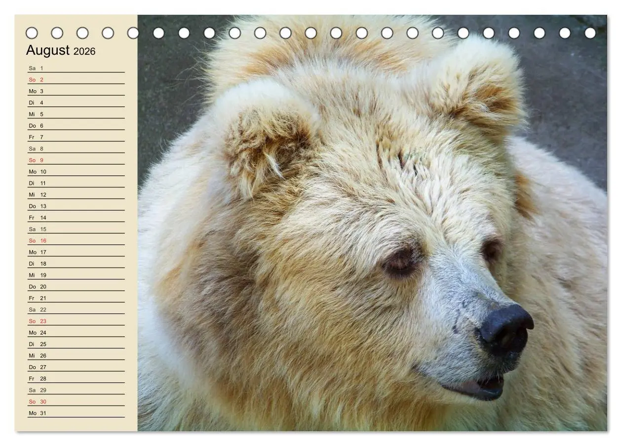 Bild: 9783457990810 | Bären (Tischkalender 2026 DIN A5 quer), CALVENDO Monatskalender | 2026
