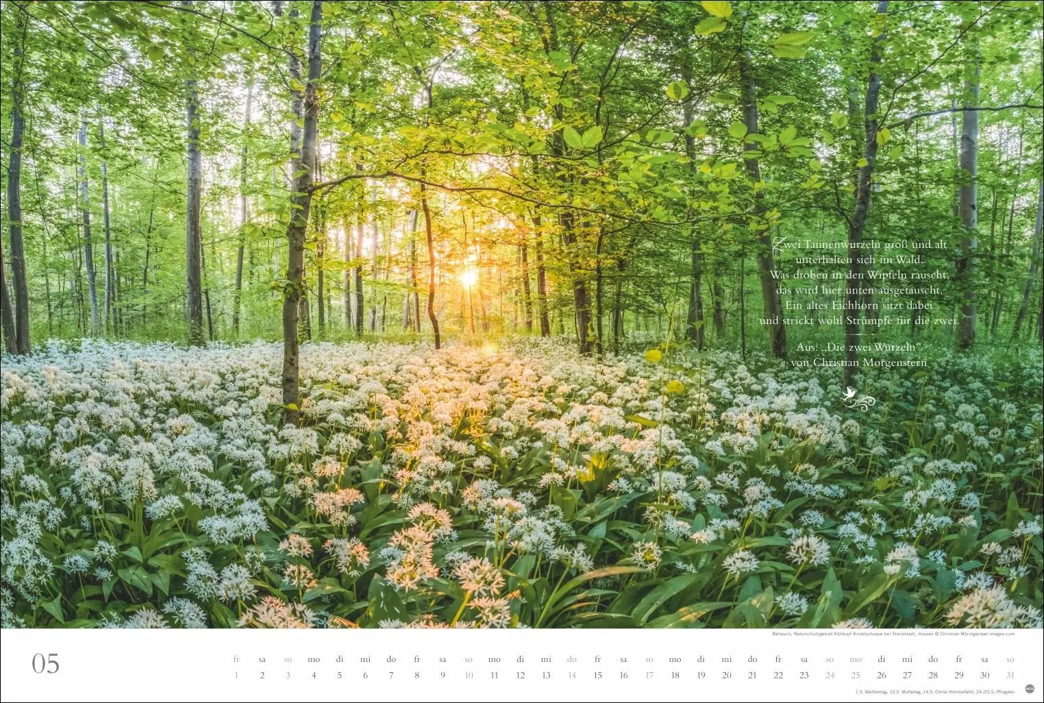 Bild: 9783756410910 | Der deutsche Wald - Ein literarischer Spaziergang Kalender 2026 -...
