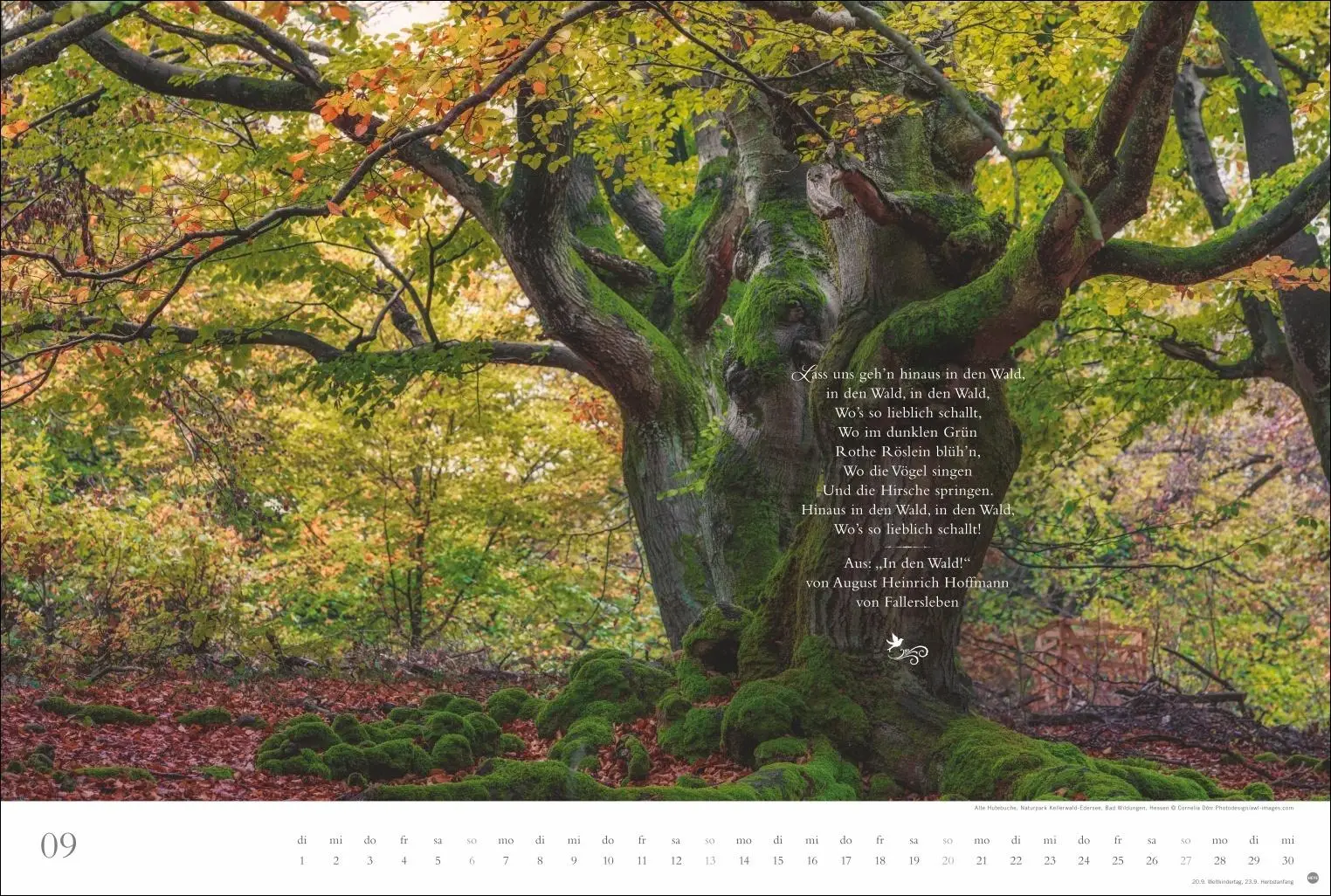 Bild: 9783756410910 | Der deutsche Wald - Ein literarischer Spaziergang Kalender 2026 -...