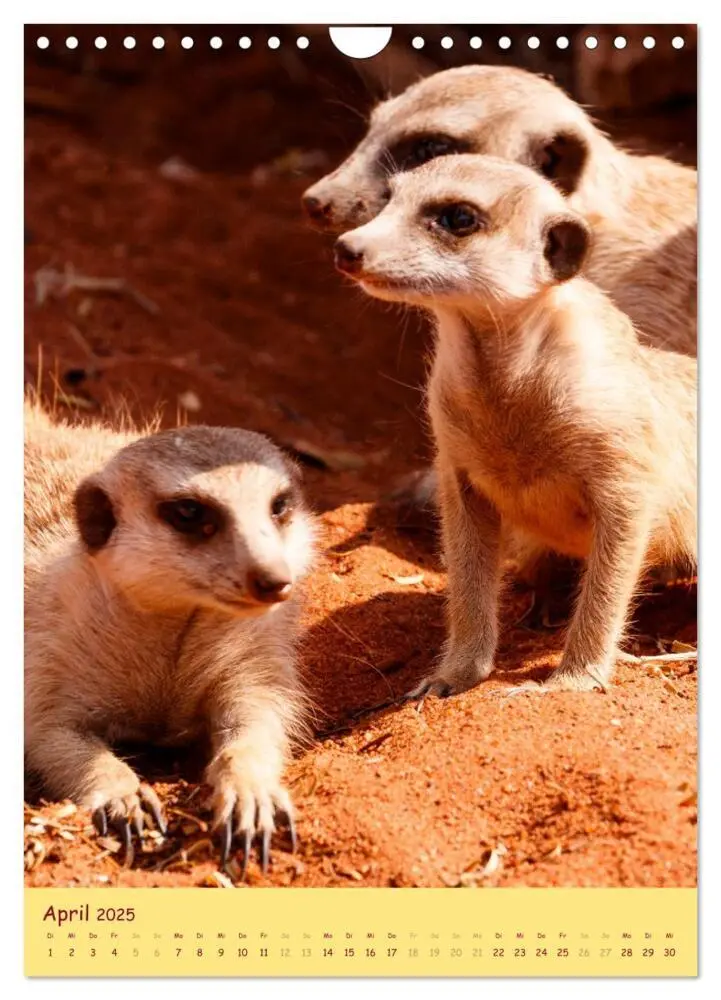 Bild: 9783435851010 | Erdmännchen - Eine Kolonie in der Kalahari (Wandkalender 2025 DIN...