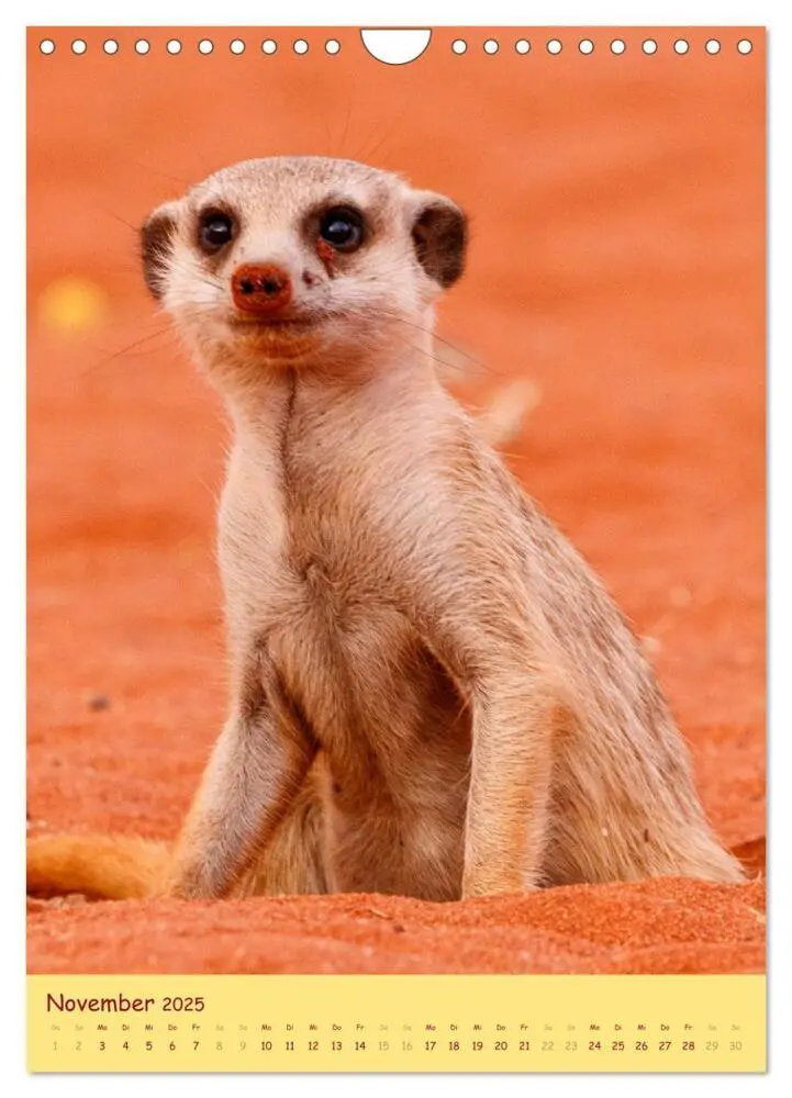 Bild: 9783435851010 | Erdmännchen - Eine Kolonie in der Kalahari (Wandkalender 2025 DIN...