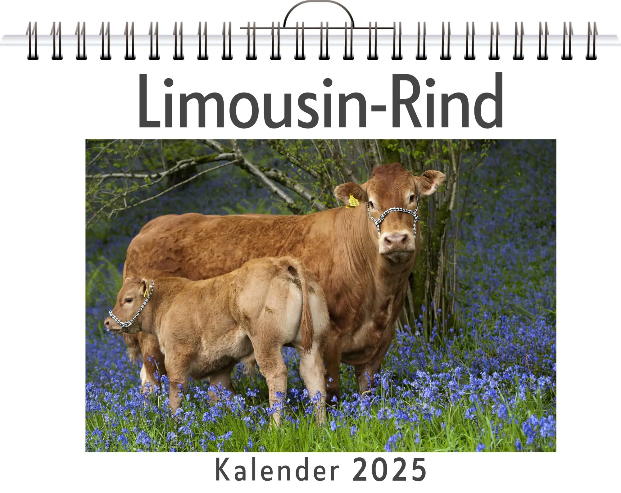 Cover: 9783759131010 | Limousin-Rind | Sophia Schmidt | Kalender | Kalender | 14 S. | Deutsch