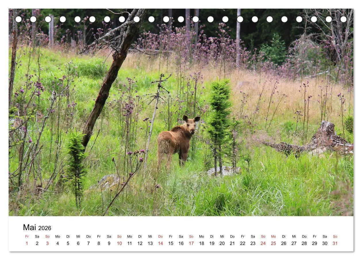 Bild: 9783457931110 | Schweden - Värmland (Tischkalender 2026 DIN A5 quer), CALVENDO...
