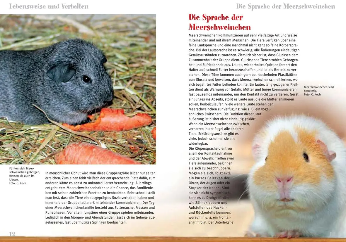 Bild: 9783866591110 | Meerschweinchen | Cavia adarea f. porcellus | Christian Koch | Buch