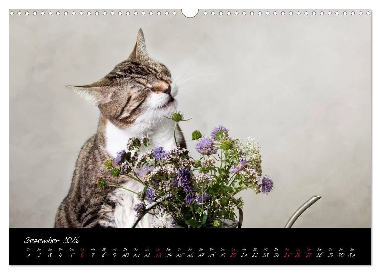 Bild: 9783516231410 | Katzen 2026 (Wandkalender 2026 DIN A3 quer), CALVENDO Monatskalender