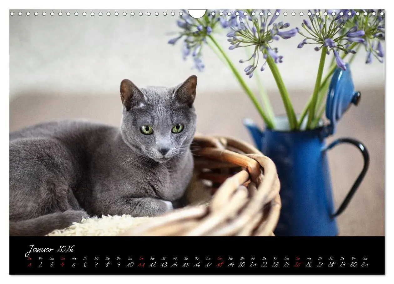 Bild: 9783516231410 | Katzen 2026 (Wandkalender 2026 DIN A3 quer), CALVENDO Monatskalender