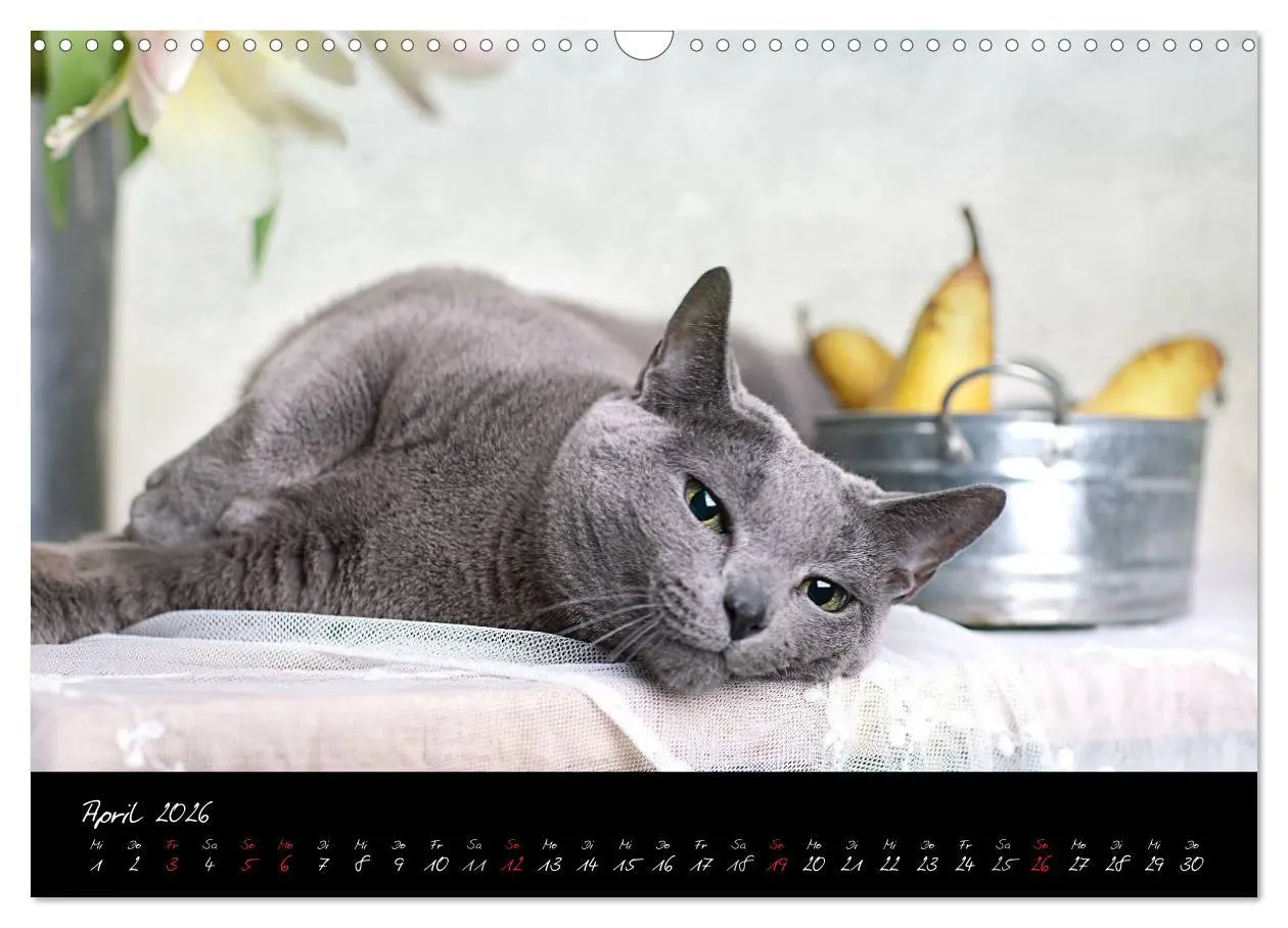 Bild: 9783516231410 | Katzen 2026 (Wandkalender 2026 DIN A3 quer), CALVENDO Monatskalender
