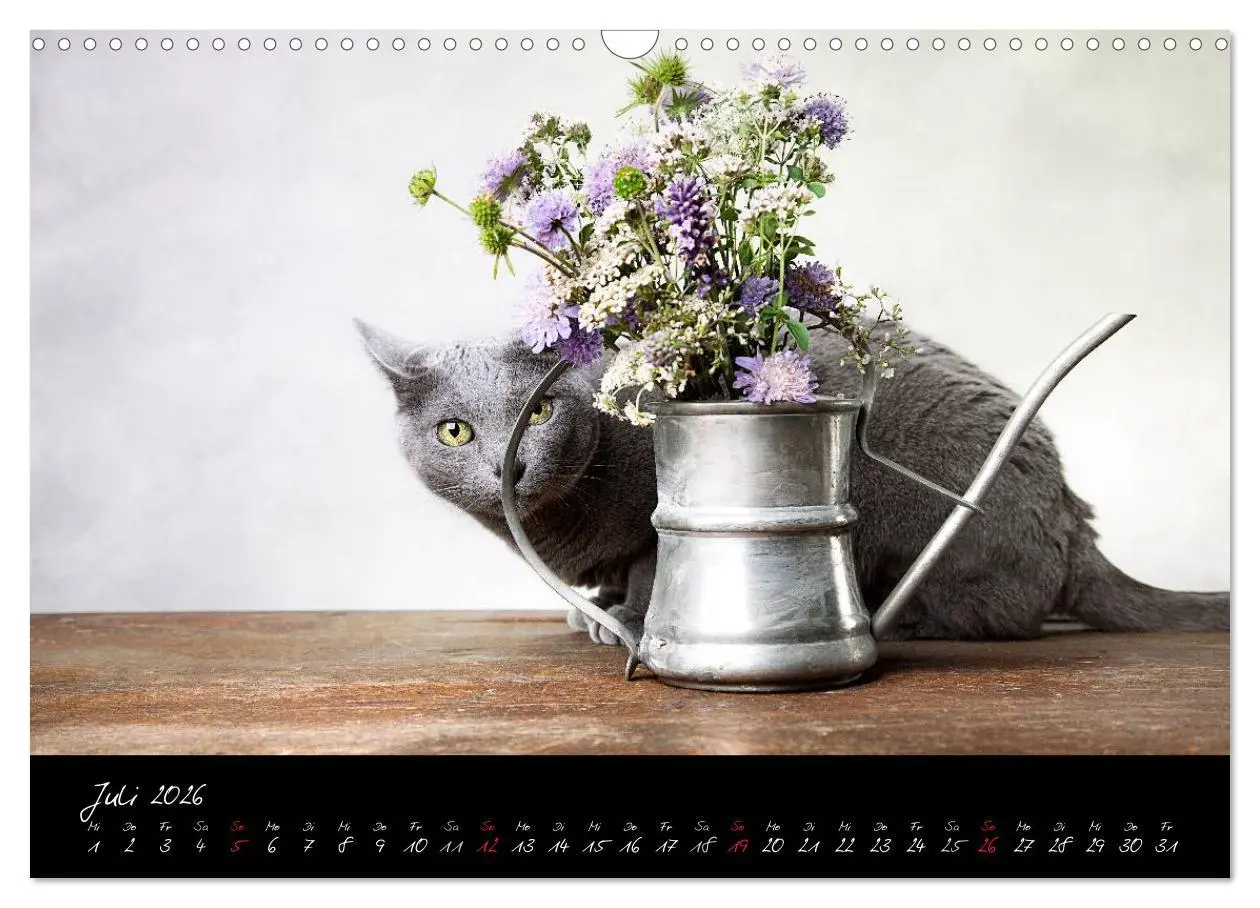 Bild: 9783516231410 | Katzen 2026 (Wandkalender 2026 DIN A3 quer), CALVENDO Monatskalender