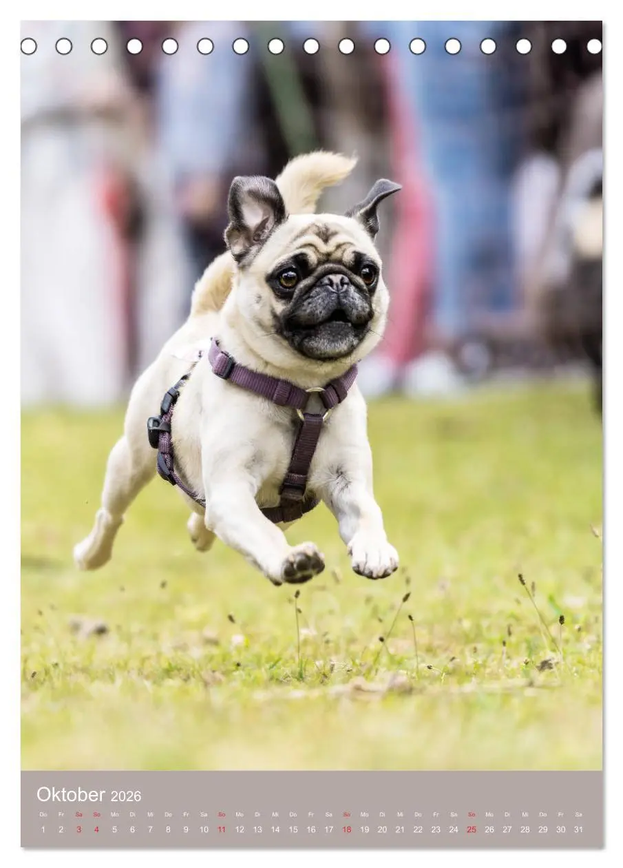 Bild: 9783516391510 | Mops-Rennen (Tischkalender 2026 DIN A5 hoch), CALVENDO Monatskalender