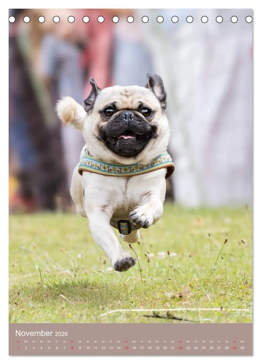 Bild: 9783516391510 | Mops-Rennen (Tischkalender 2026 DIN A5 hoch), CALVENDO Monatskalender