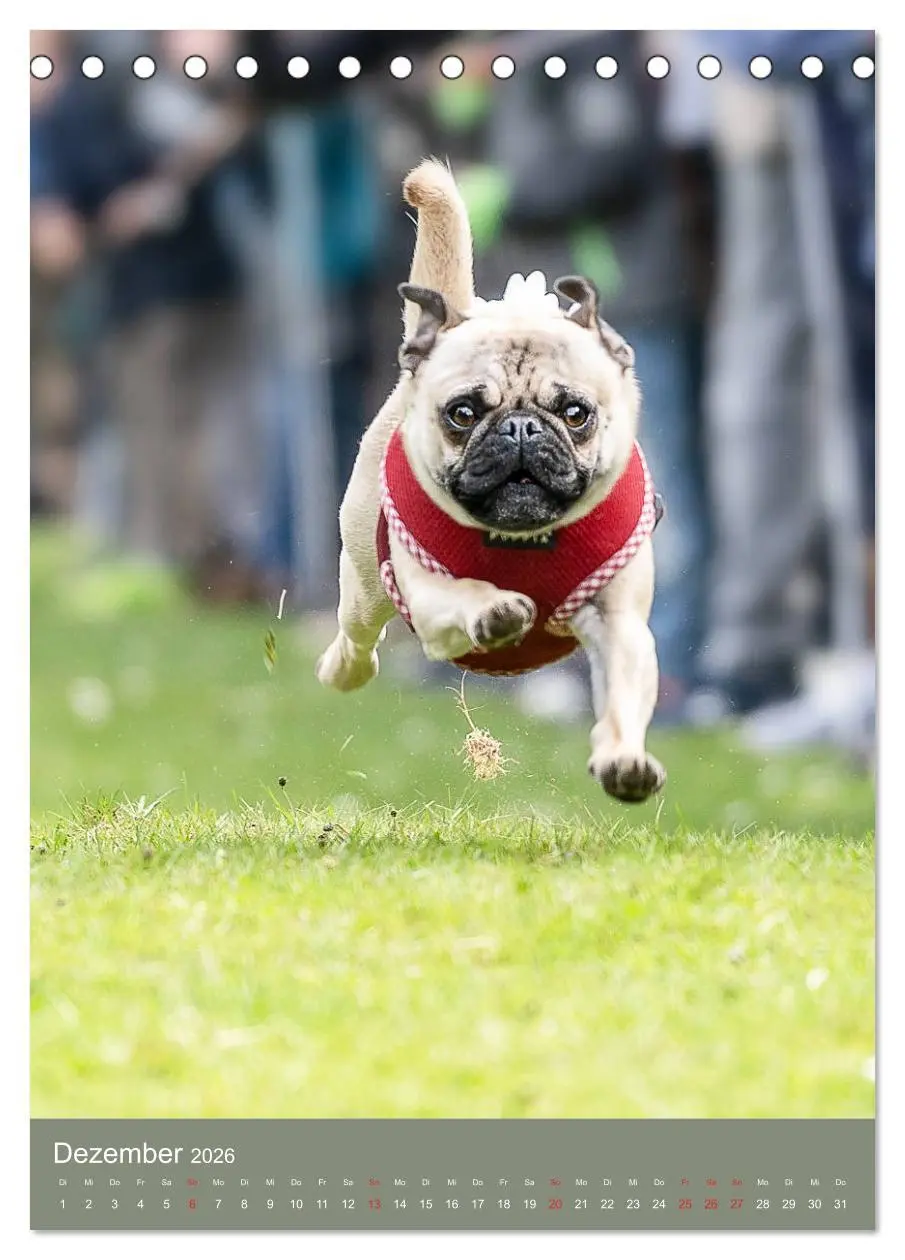 Bild: 9783516391510 | Mops-Rennen (Tischkalender 2026 DIN A5 hoch), CALVENDO Monatskalender