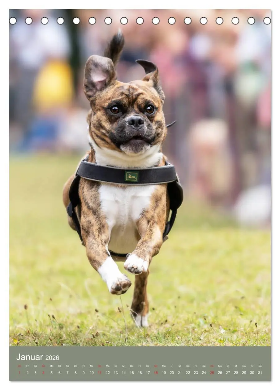 Bild: 9783516391510 | Mops-Rennen (Tischkalender 2026 DIN A5 hoch), CALVENDO Monatskalender