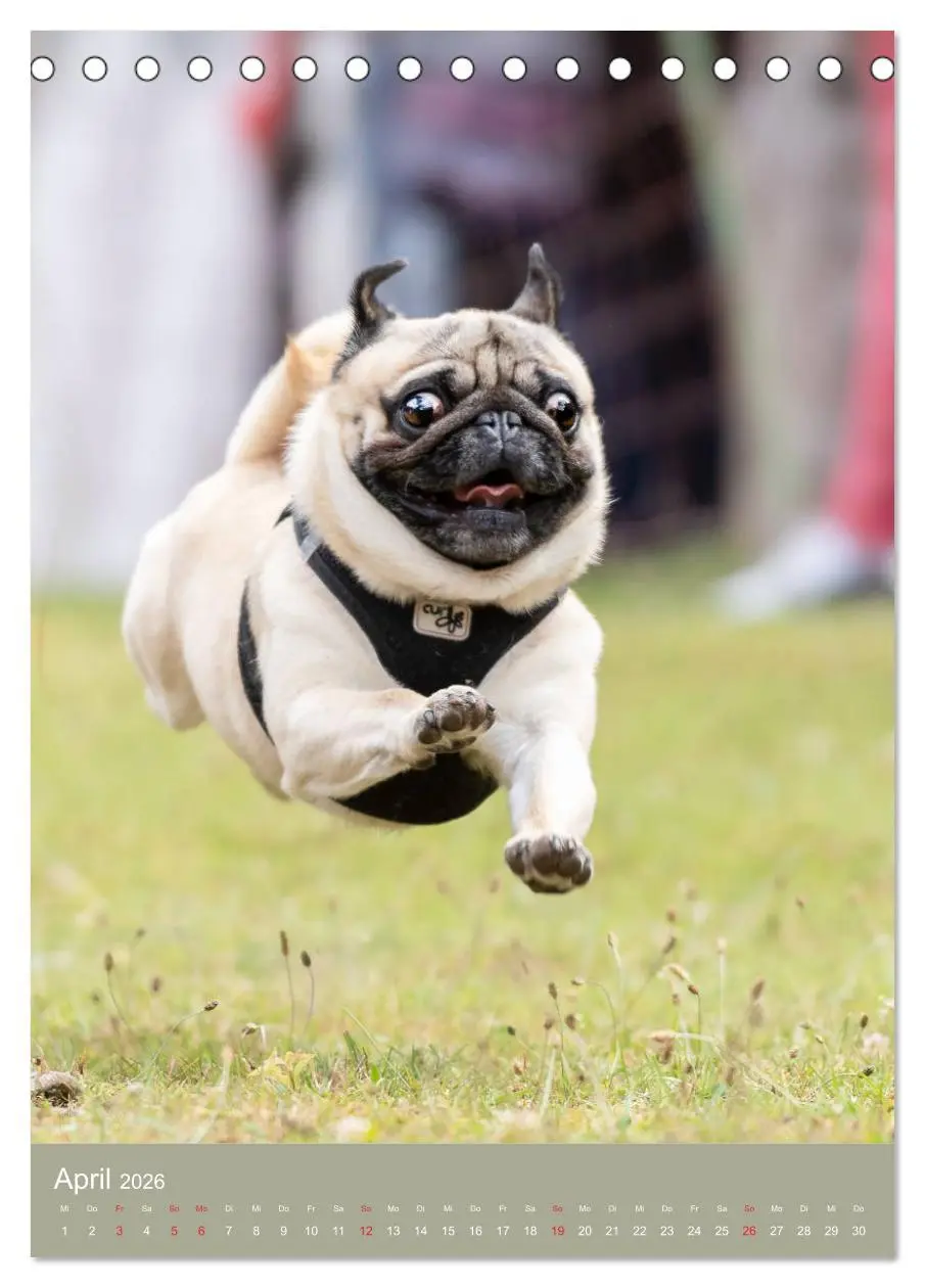 Bild: 9783516391510 | Mops-Rennen (Tischkalender 2026 DIN A5 hoch), CALVENDO Monatskalender