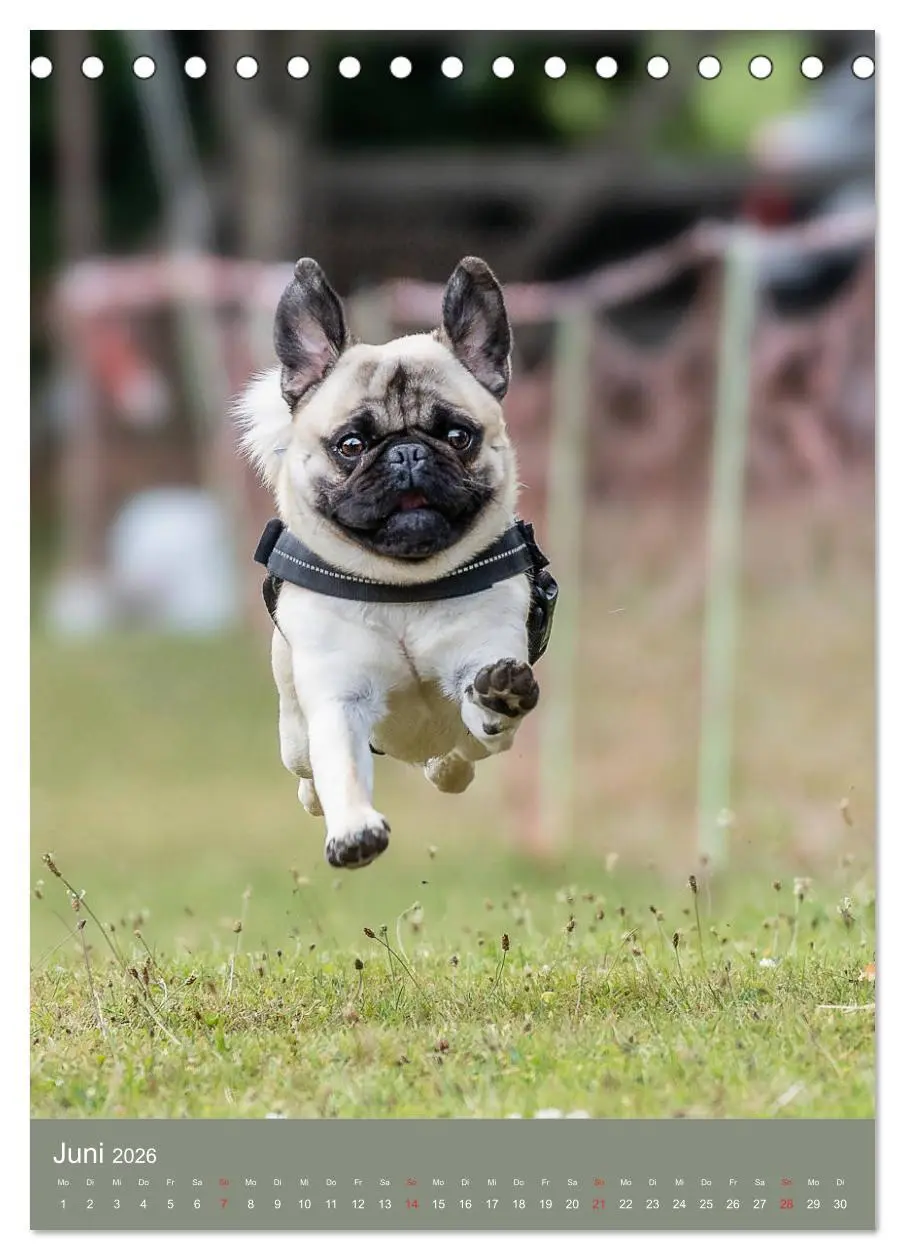 Bild: 9783516391510 | Mops-Rennen (Tischkalender 2026 DIN A5 hoch), CALVENDO Monatskalender
