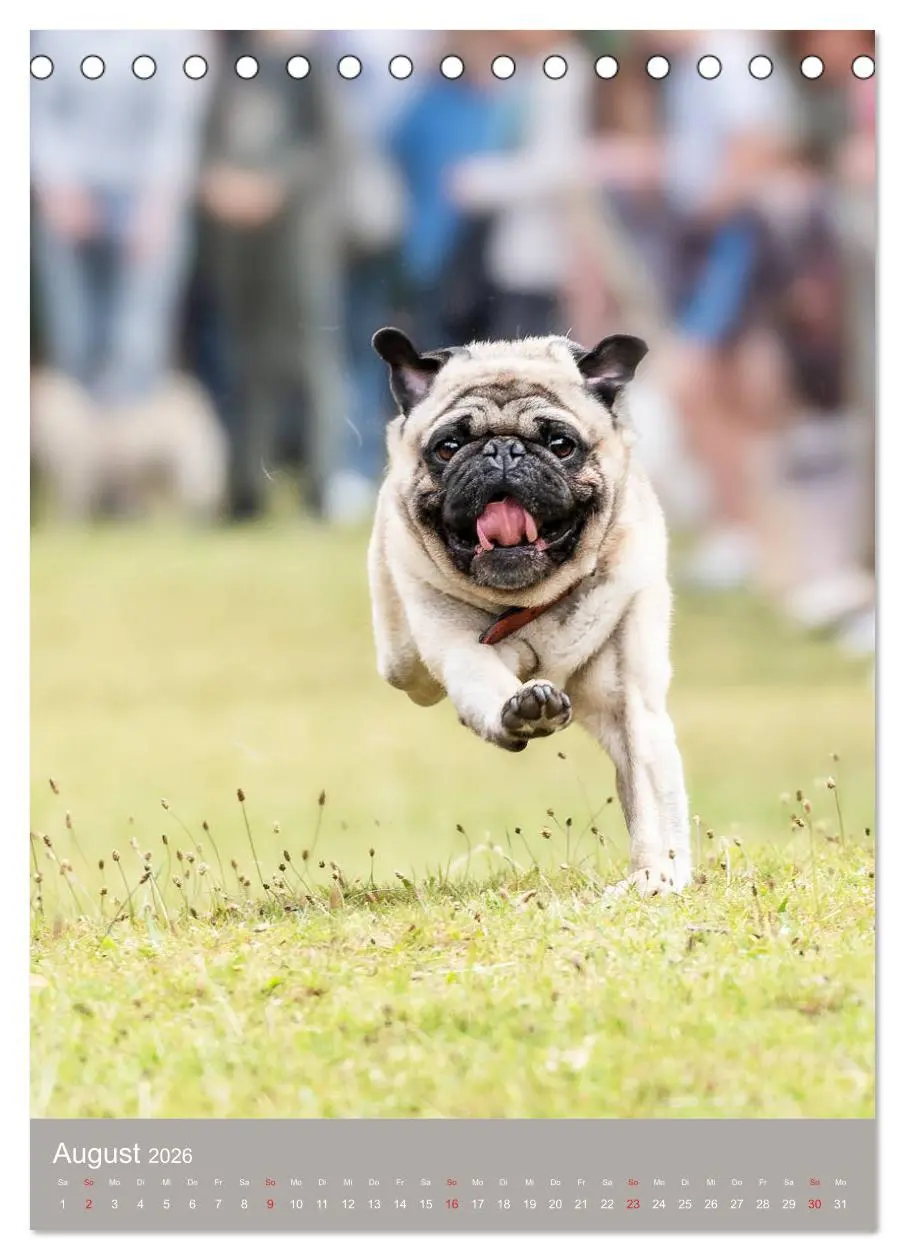 Bild: 9783516391510 | Mops-Rennen (Tischkalender 2026 DIN A5 hoch), CALVENDO Monatskalender