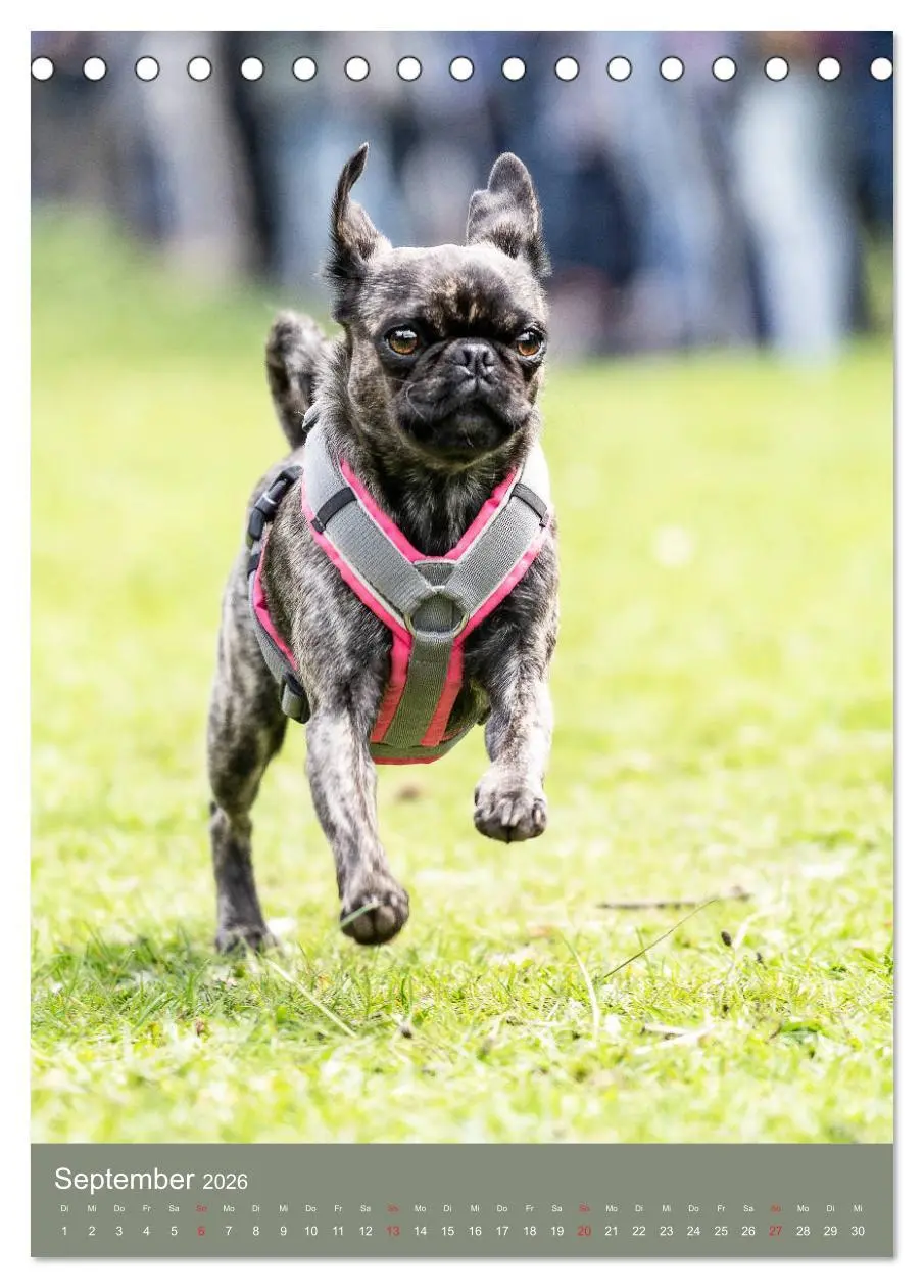 Bild: 9783516391510 | Mops-Rennen (Tischkalender 2026 DIN A5 hoch), CALVENDO Monatskalender