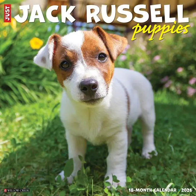 Cover: 9781549251610 | Jack Russell Puppies 2026 12 X 12 Wall Calendar | Willow Creek Press
