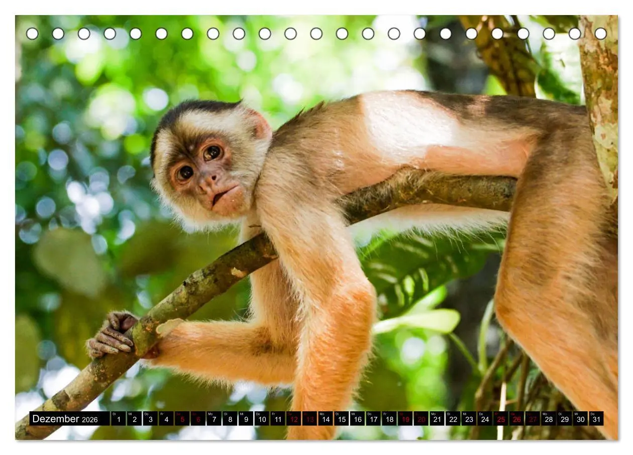 Bild: 9783457731710 | Amazonas - Faszination Regenwald (Tischkalender 2026 DIN A5 quer),...