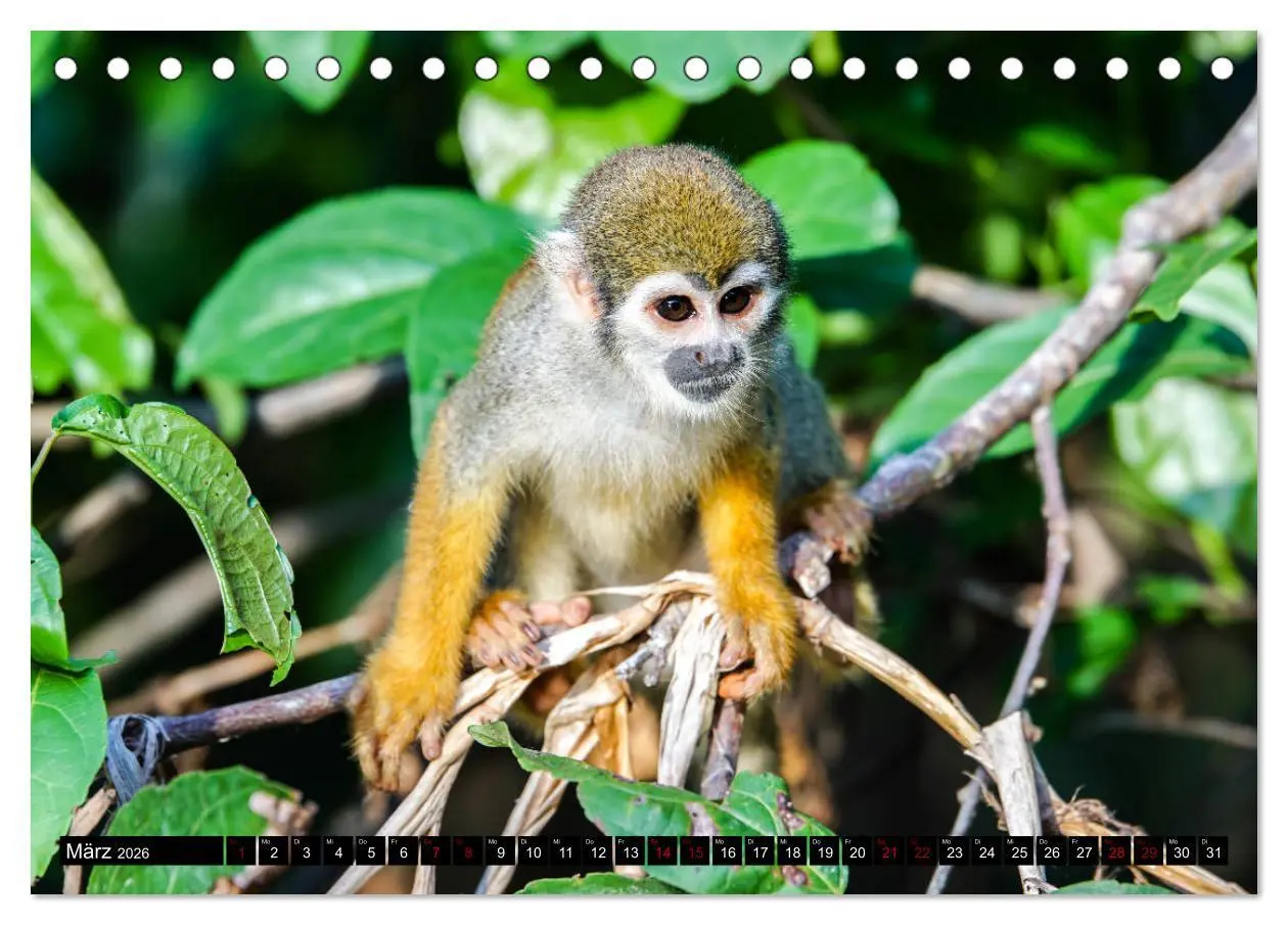 Bild: 9783457731710 | Amazonas - Faszination Regenwald (Tischkalender 2026 DIN A5 quer),...