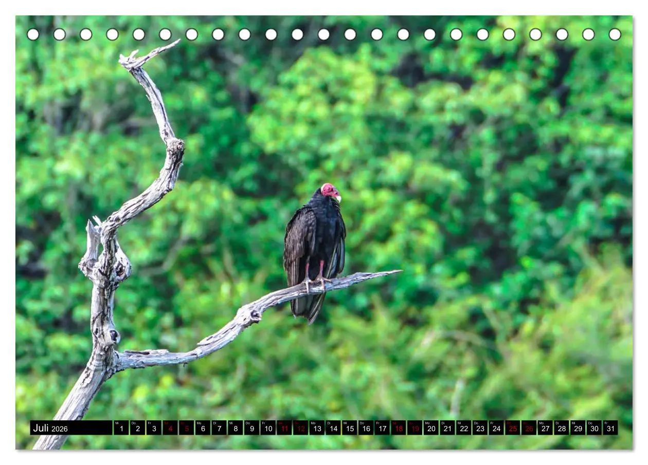 Bild: 9783457731710 | Amazonas - Faszination Regenwald (Tischkalender 2026 DIN A5 quer),...