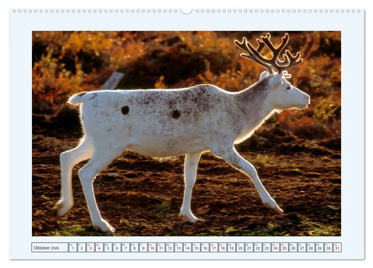Bild: 9783457891810 | Faszination Finnland (Wandkalender 2026 DIN A2 quer), CALVENDO...