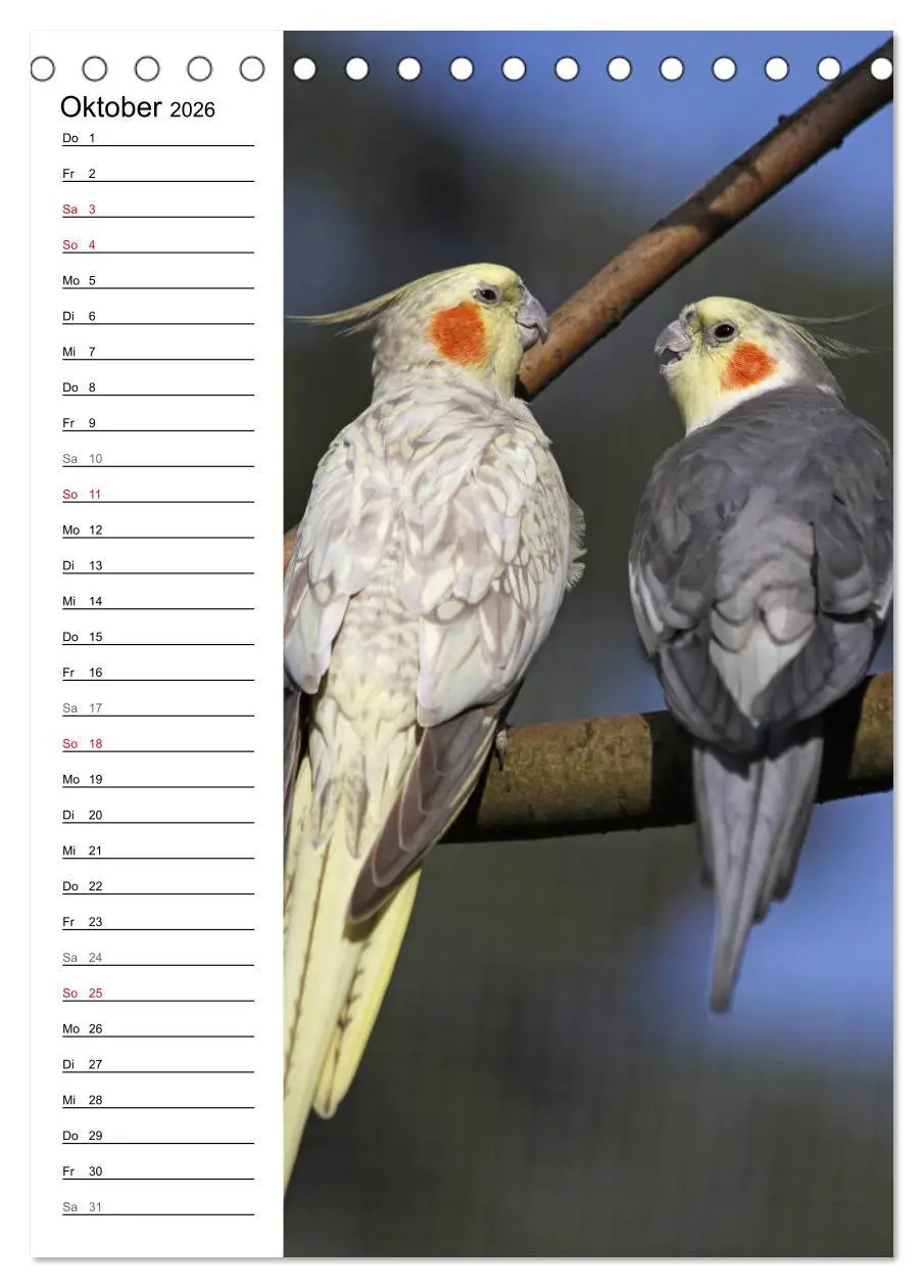 Bild: 9783516421910 | Der Nymphensittich-Terminplaner (Tischkalender 2026 DIN A5 hoch),...
