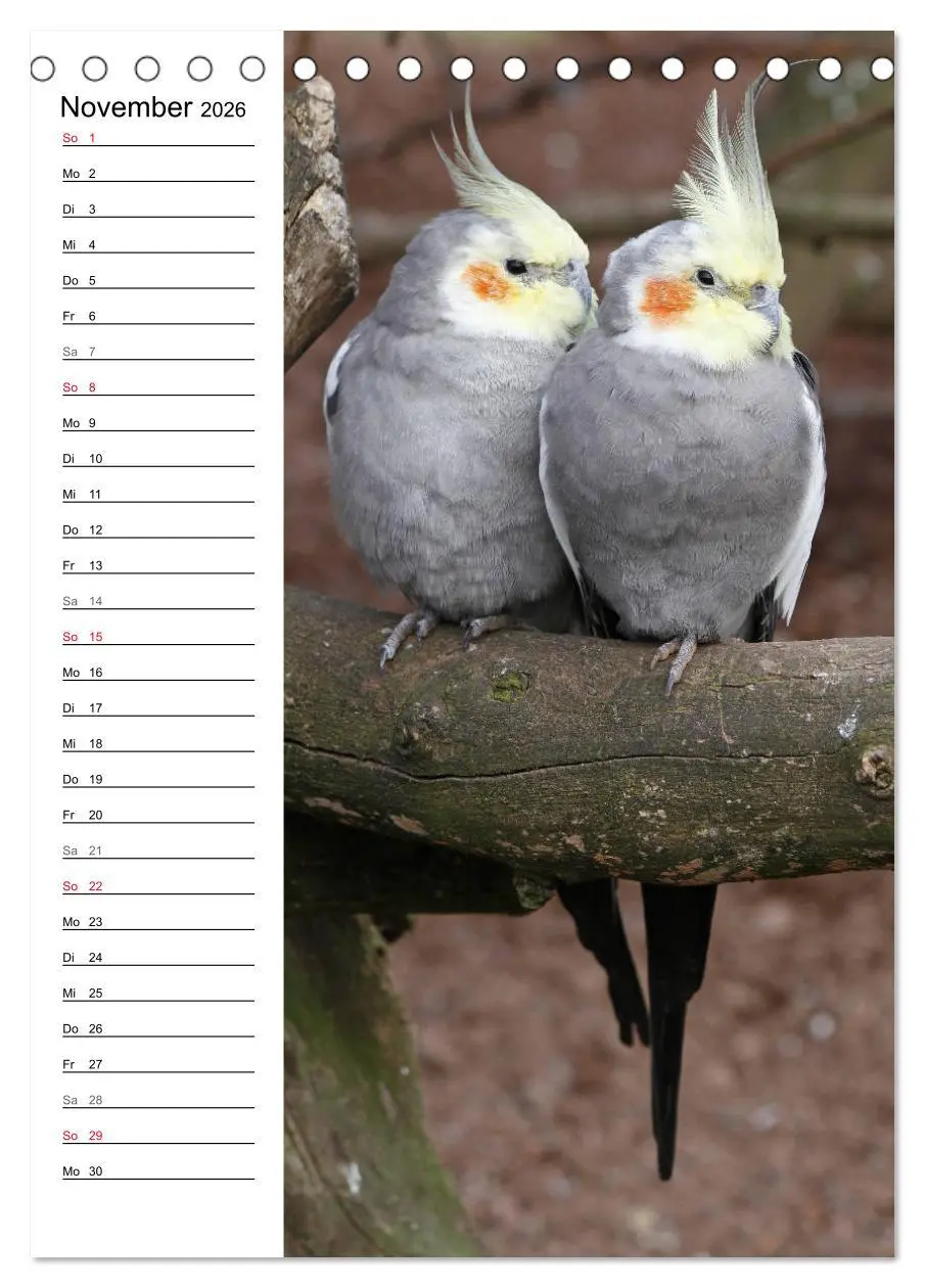 Bild: 9783516421910 | Der Nymphensittich-Terminplaner (Tischkalender 2026 DIN A5 hoch),...