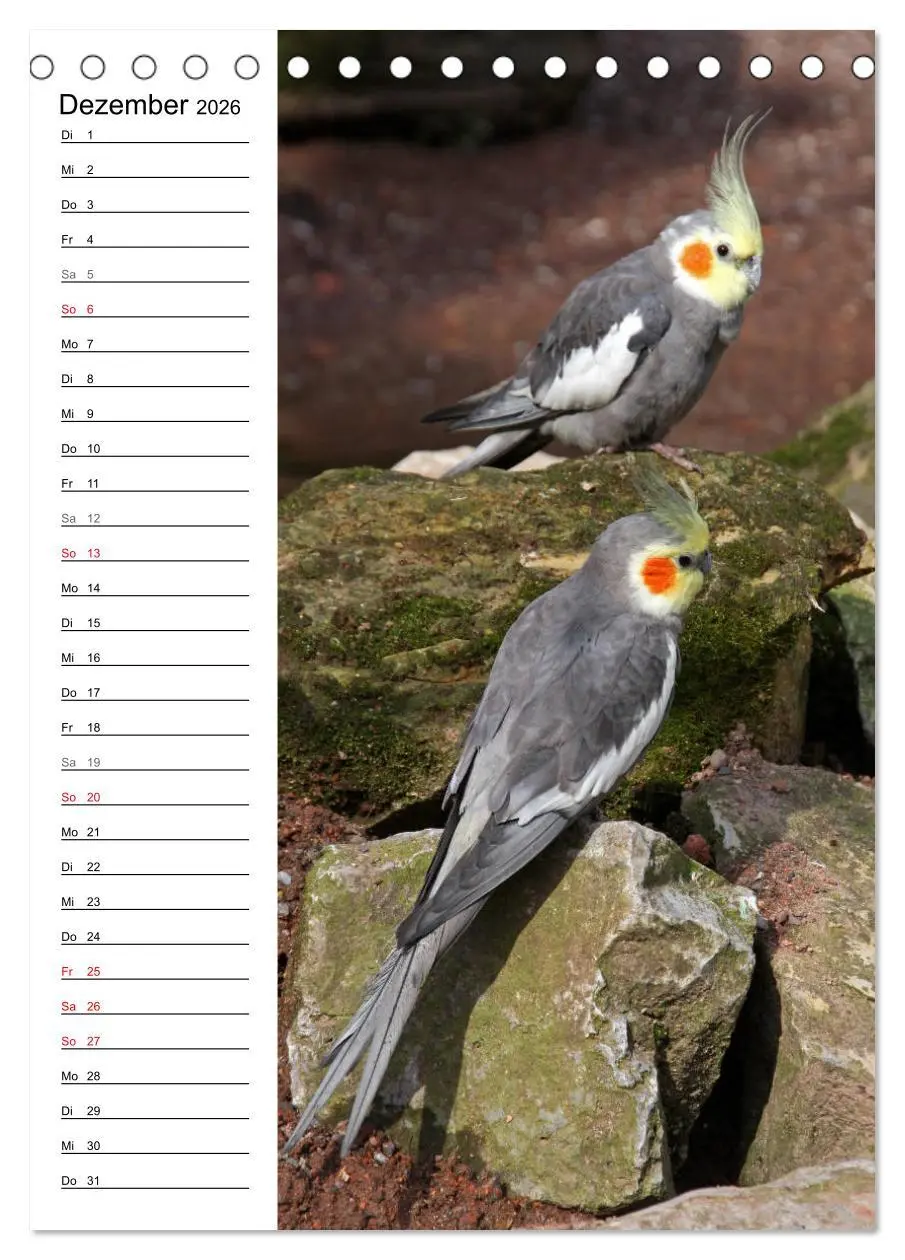 Bild: 9783516421910 | Der Nymphensittich-Terminplaner (Tischkalender 2026 DIN A5 hoch),...