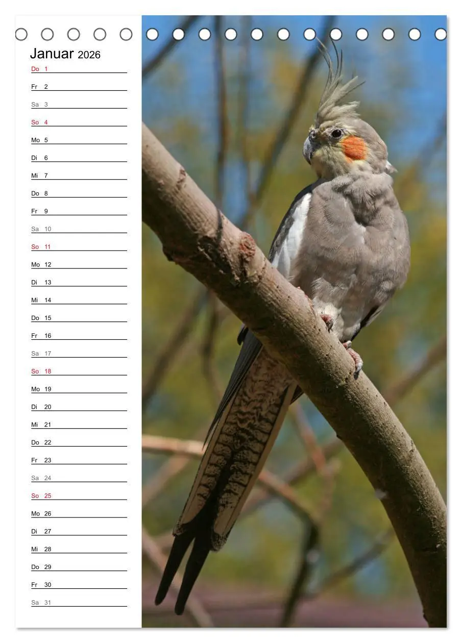 Bild: 9783516421910 | Der Nymphensittich-Terminplaner (Tischkalender 2026 DIN A5 hoch),...