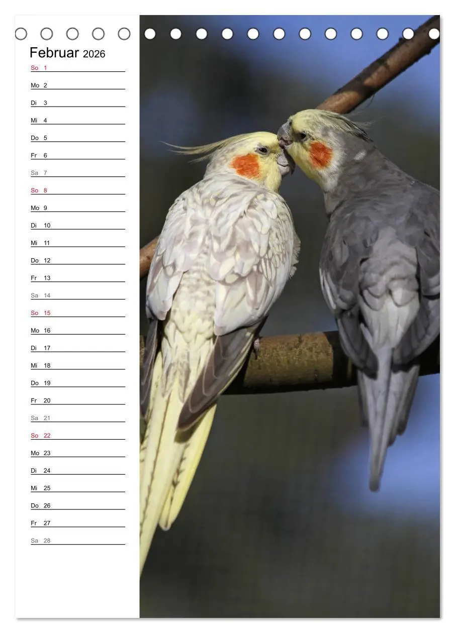 Bild: 9783516421910 | Der Nymphensittich-Terminplaner (Tischkalender 2026 DIN A5 hoch),...