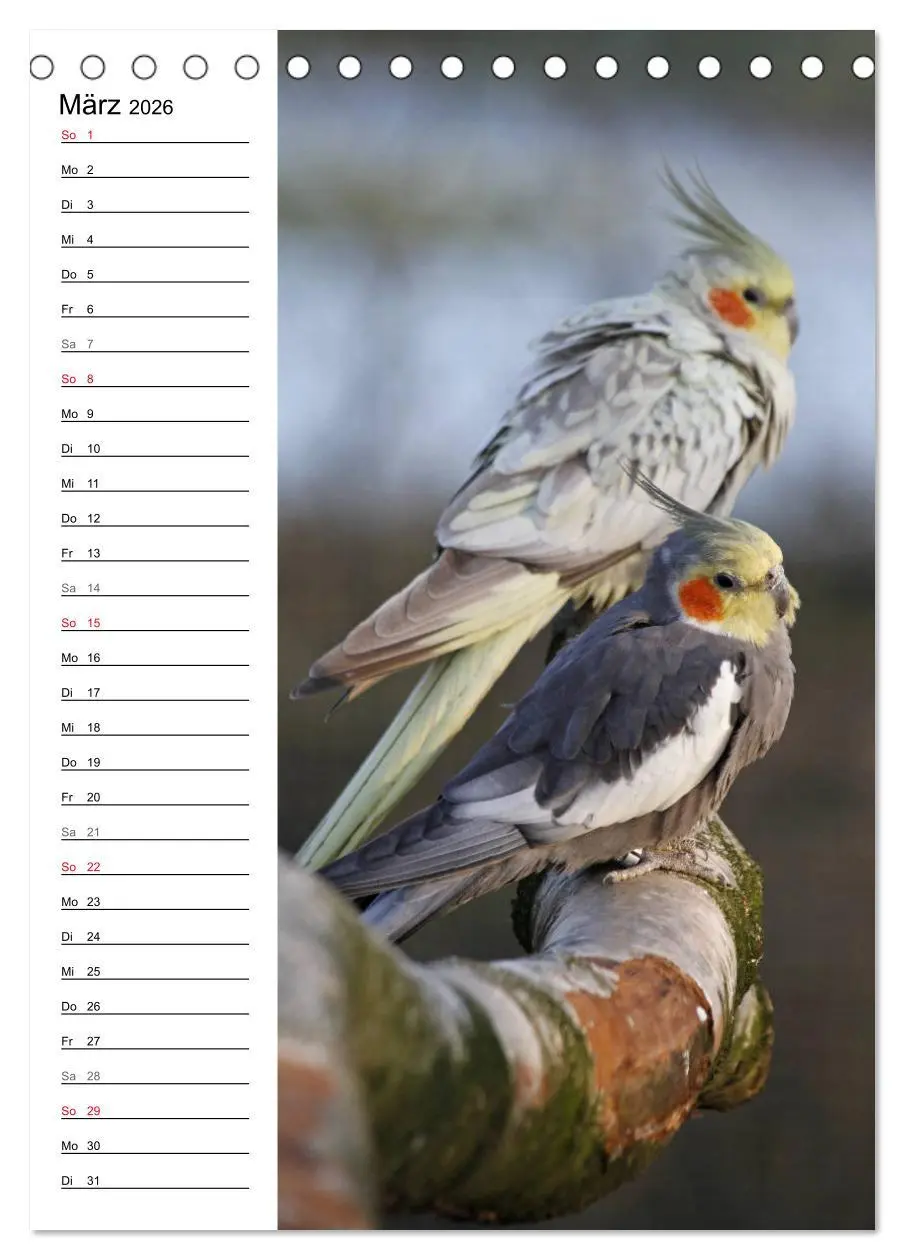 Bild: 9783516421910 | Der Nymphensittich-Terminplaner (Tischkalender 2026 DIN A5 hoch),...