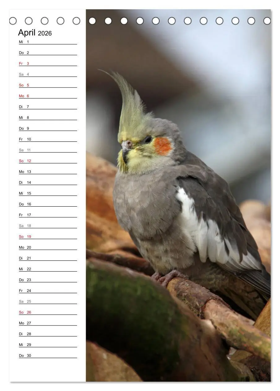 Bild: 9783516421910 | Der Nymphensittich-Terminplaner (Tischkalender 2026 DIN A5 hoch),...